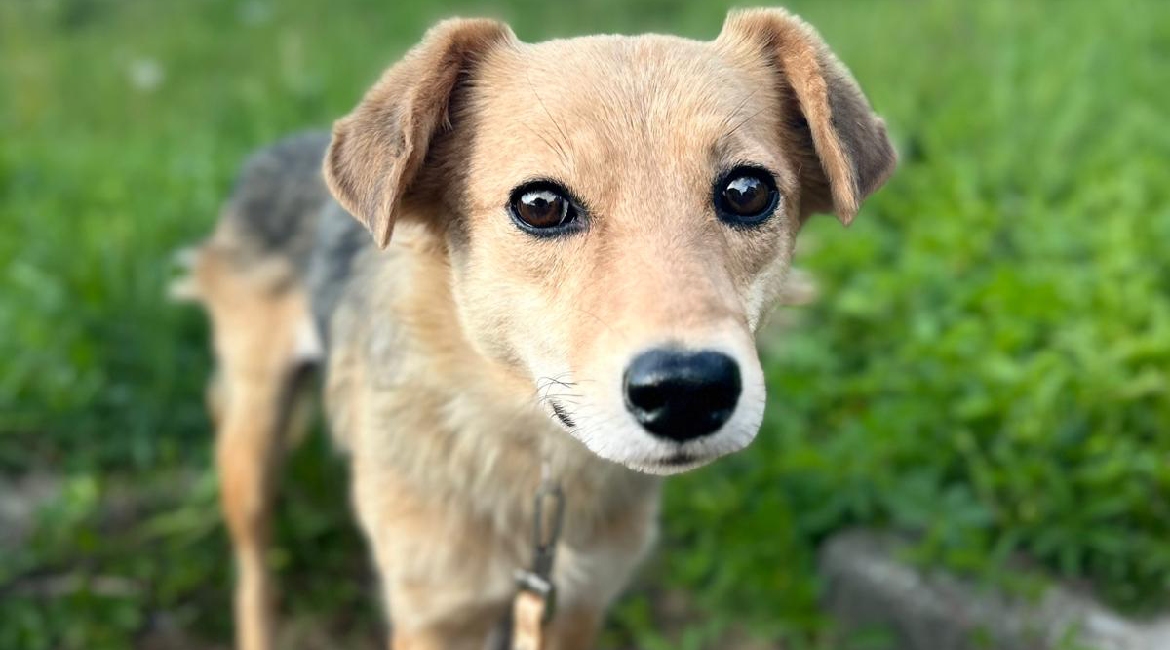 Chiens à adopter